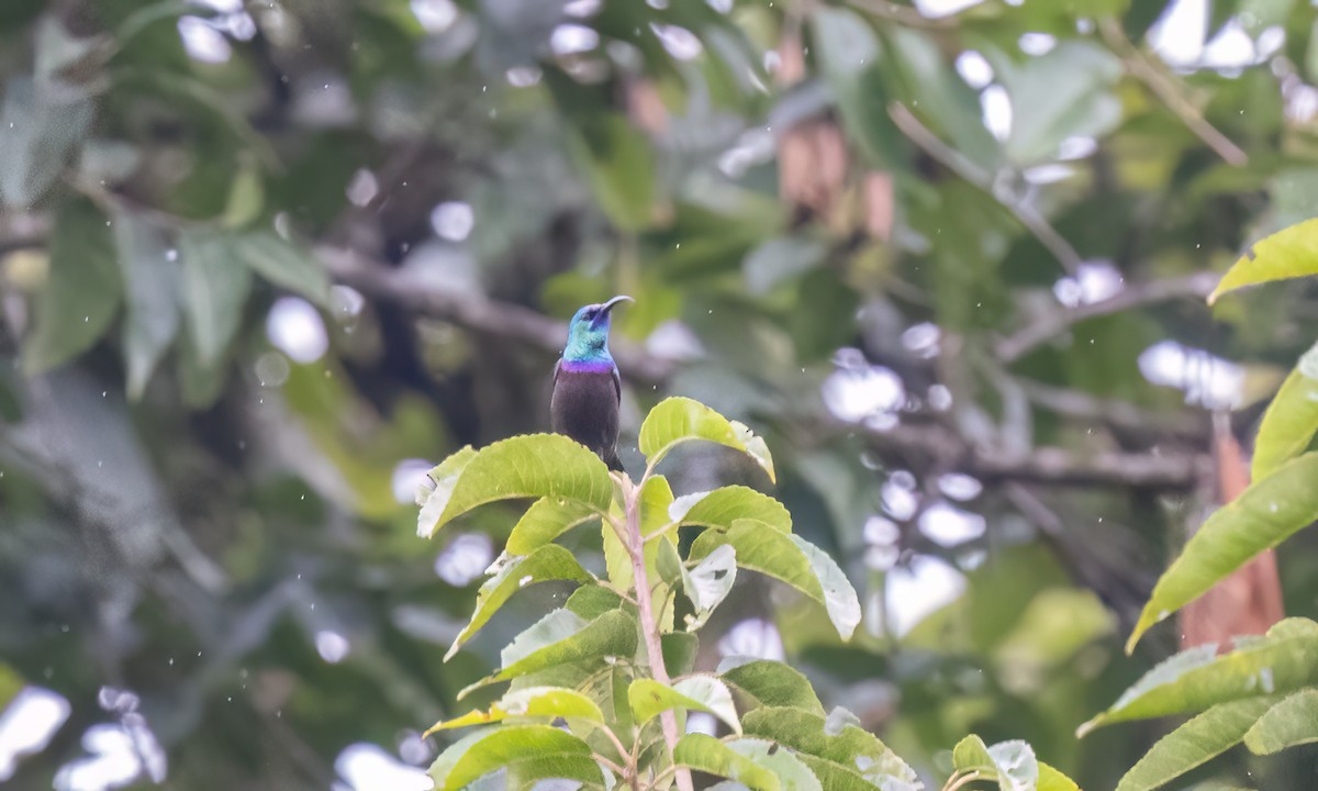 キフサタイヨウチョウ - ML631504941