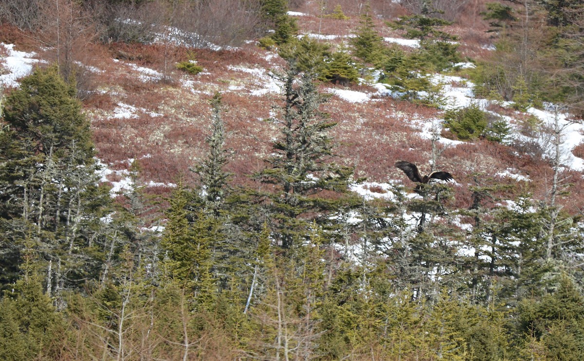 Golden Eagle - Fred & Colleen Wood