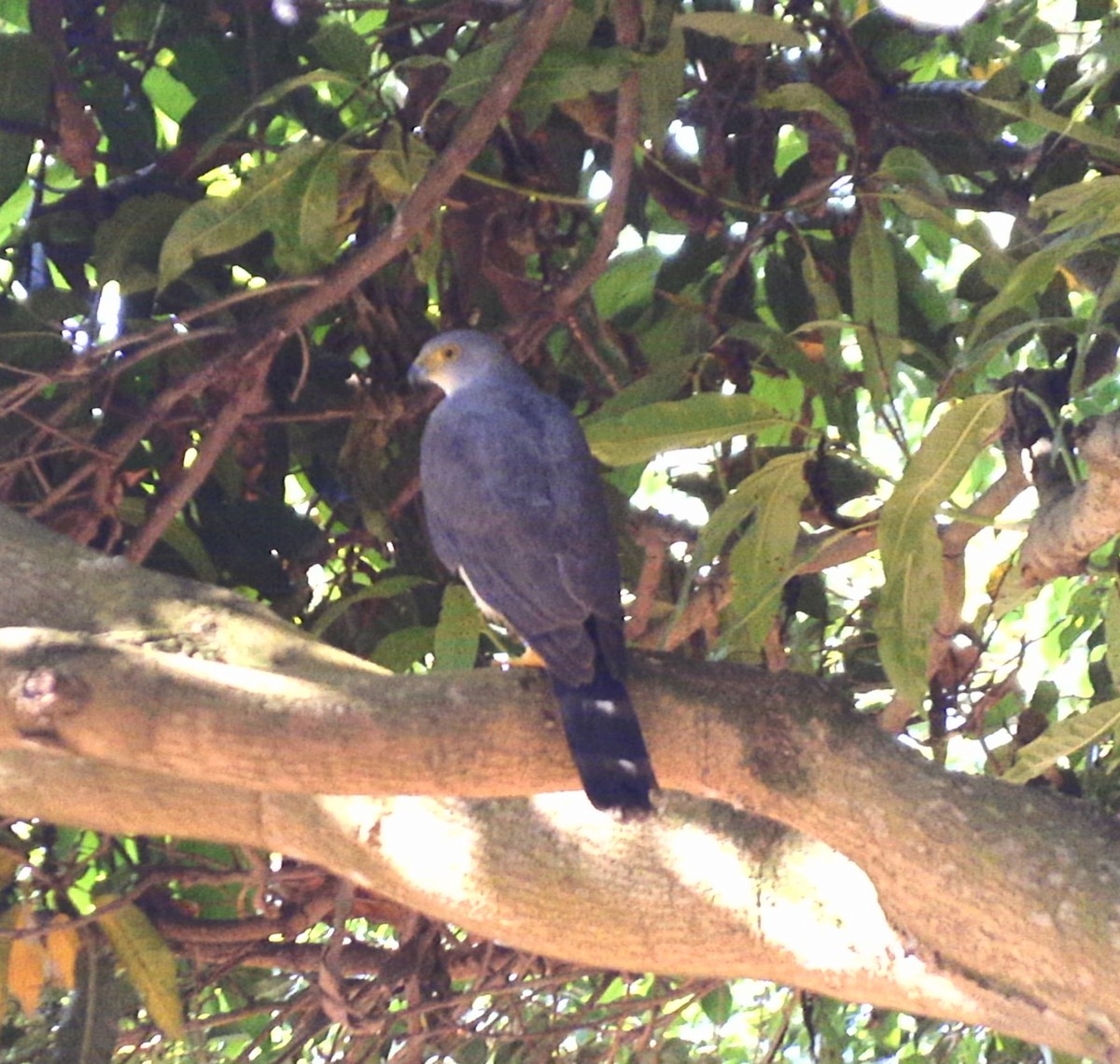 African Goshawk - ML631505132