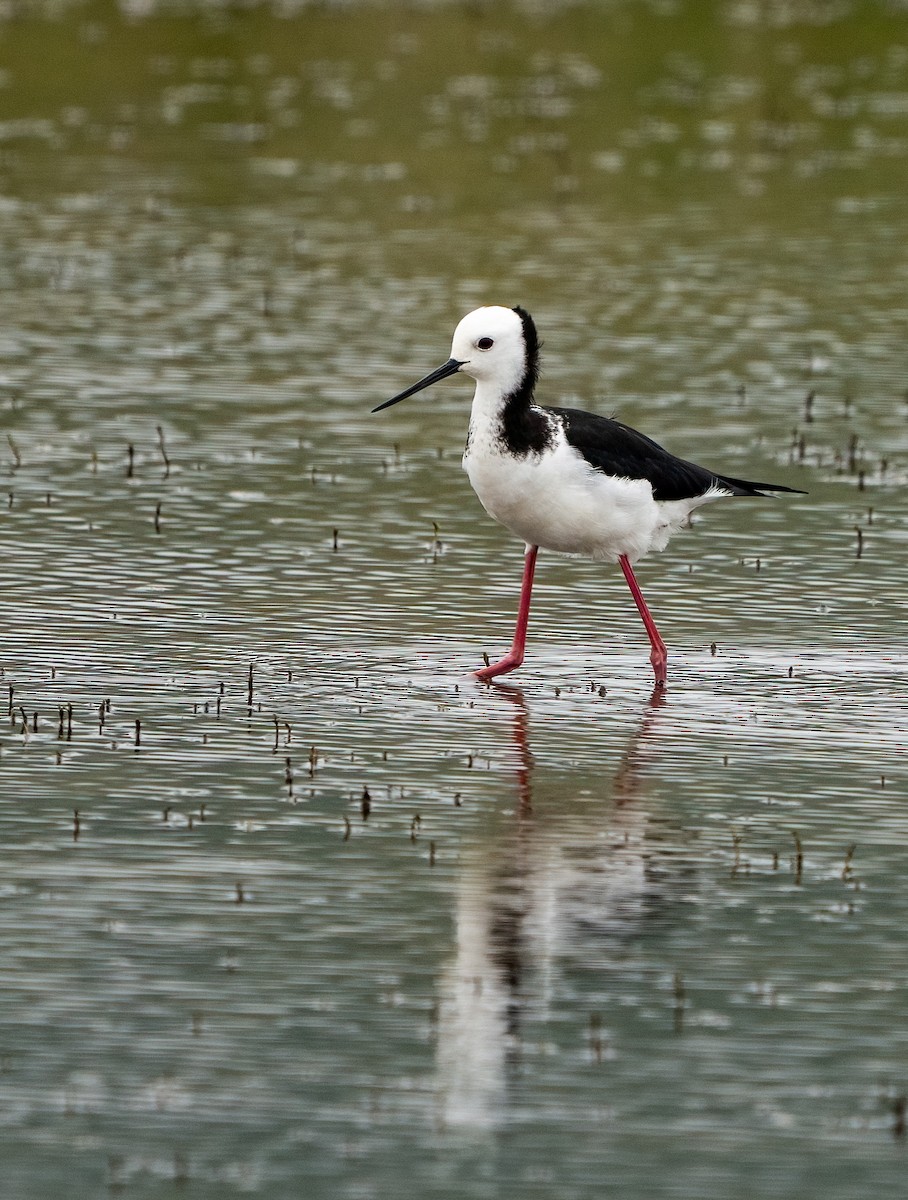 Pied Stilt - ML631505156