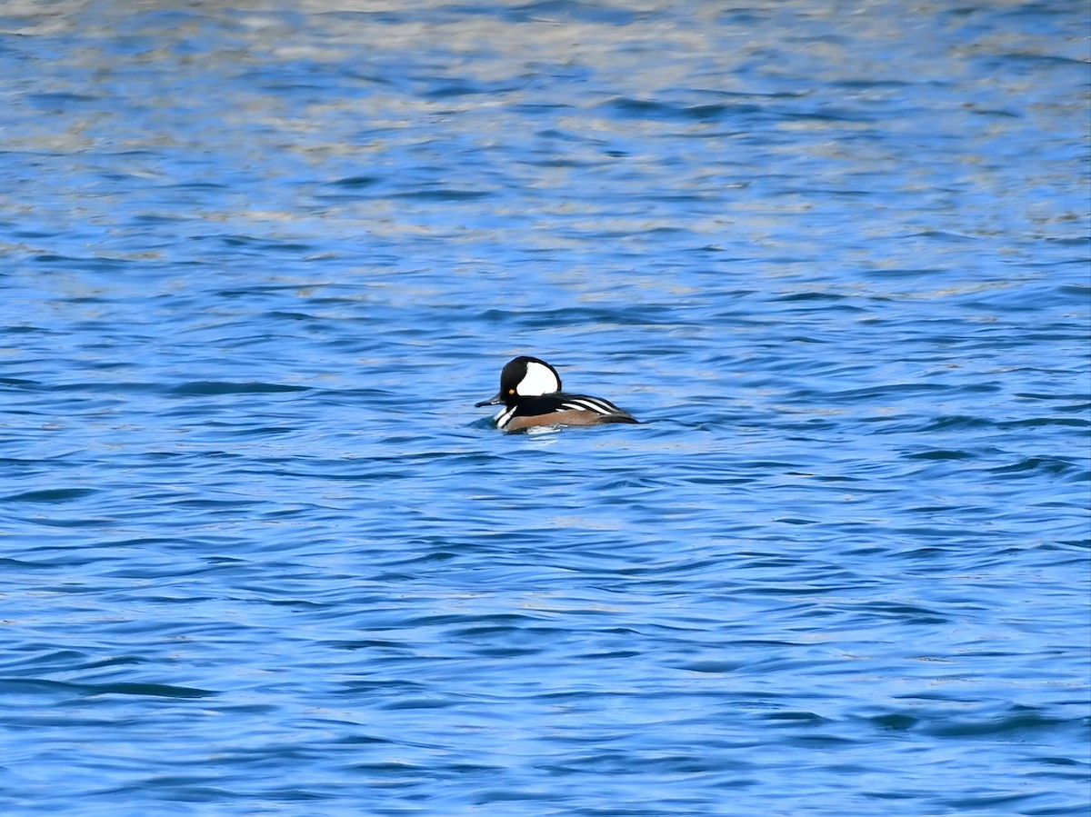 Hooded Merganser - ML631505160