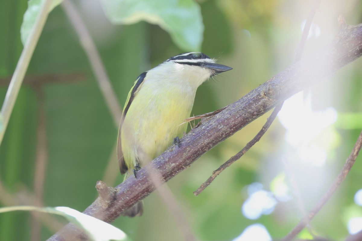 キゴシヒメゴシキドリ（bilineatus グループ） - ML631505193