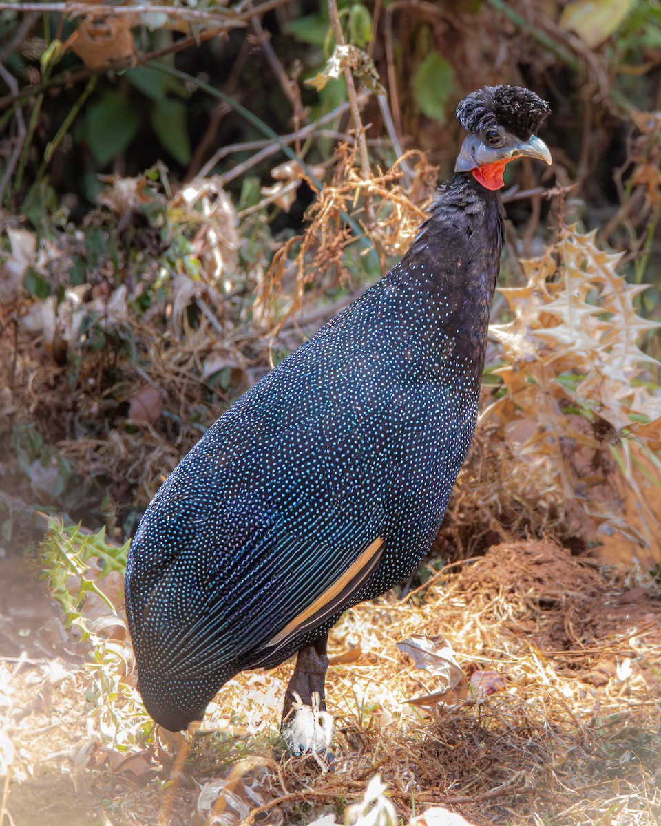 Western Crested Guineafowl - ML631505253