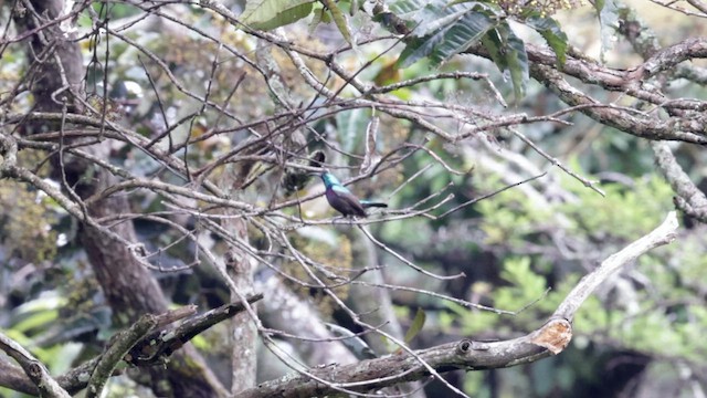 キフサタイヨウチョウ - ML631505254