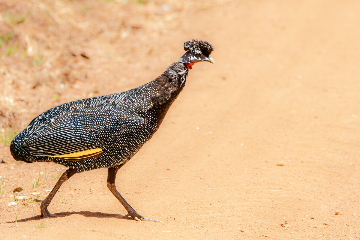 Western Crested Guineafowl - ML631505256