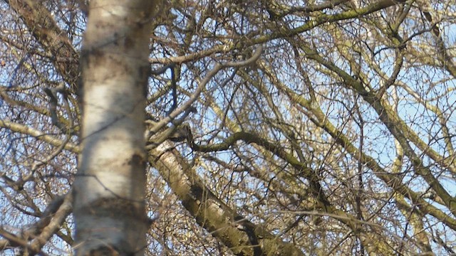 Lesser Spotted Woodpecker - ML631505375