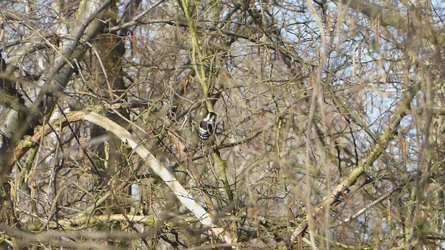 Lesser Spotted Woodpecker - ML631505378