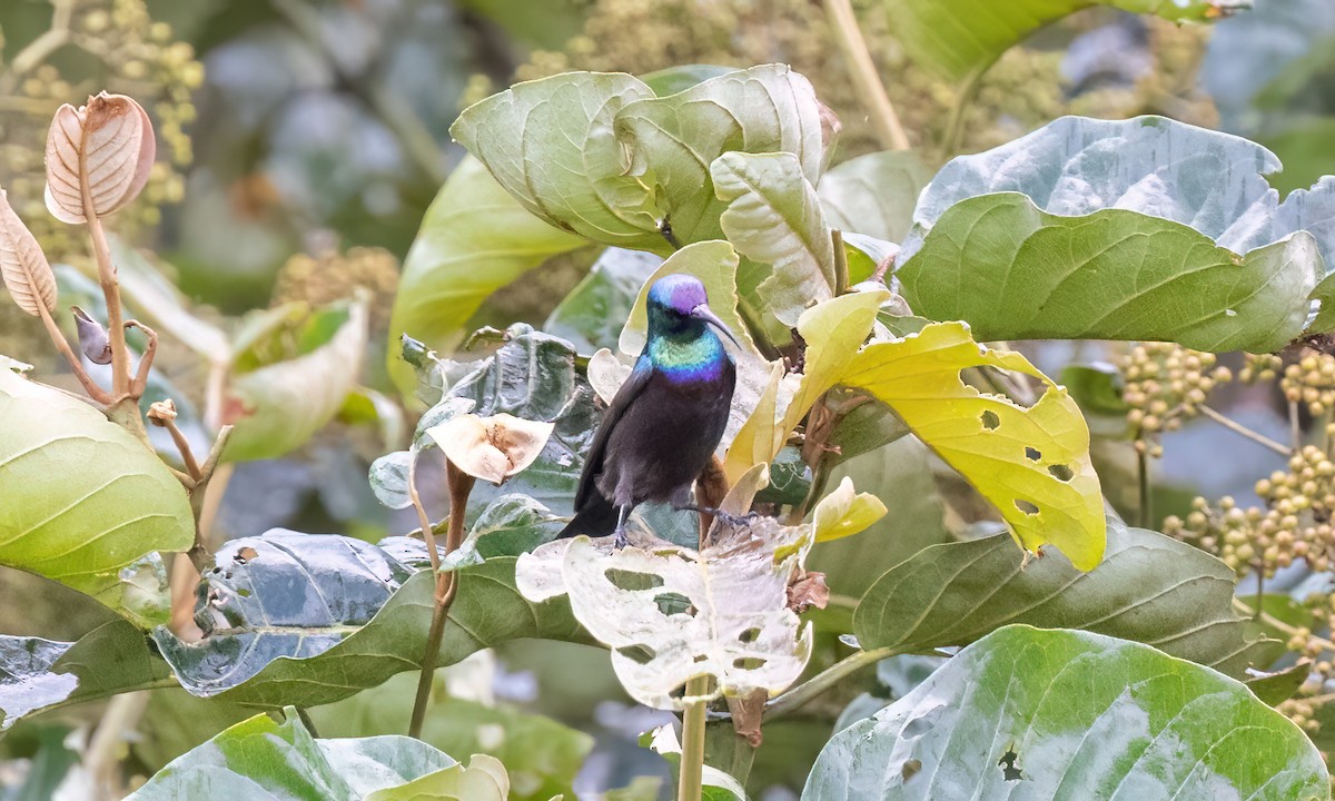 キフサタイヨウチョウ - ML631505433