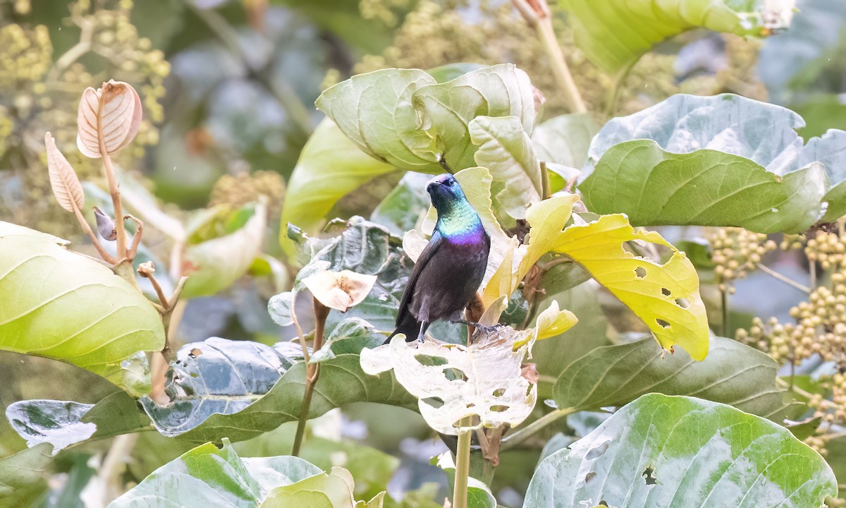 キフサタイヨウチョウ - ML631505434