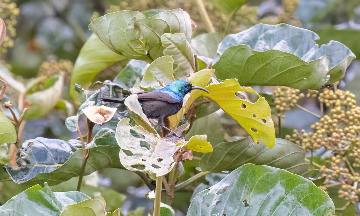 キフサタイヨウチョウ - ML631505435