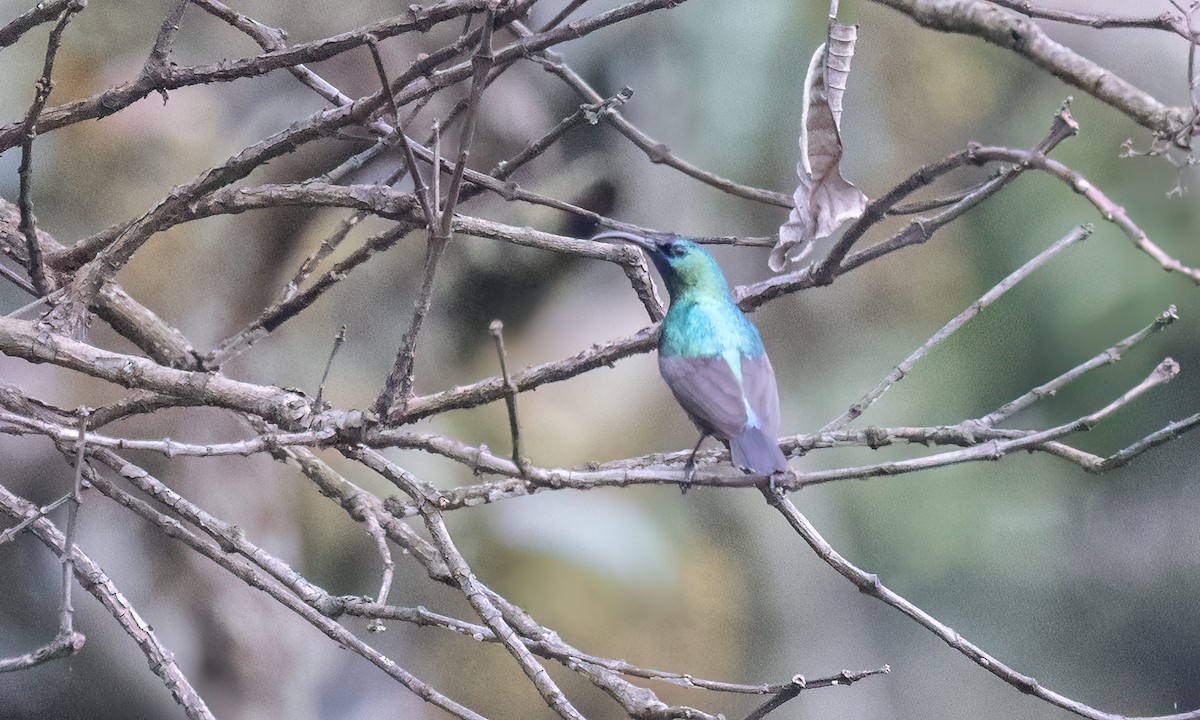 キフサタイヨウチョウ - ML631505436