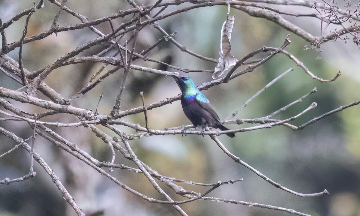 キフサタイヨウチョウ - ML631505437