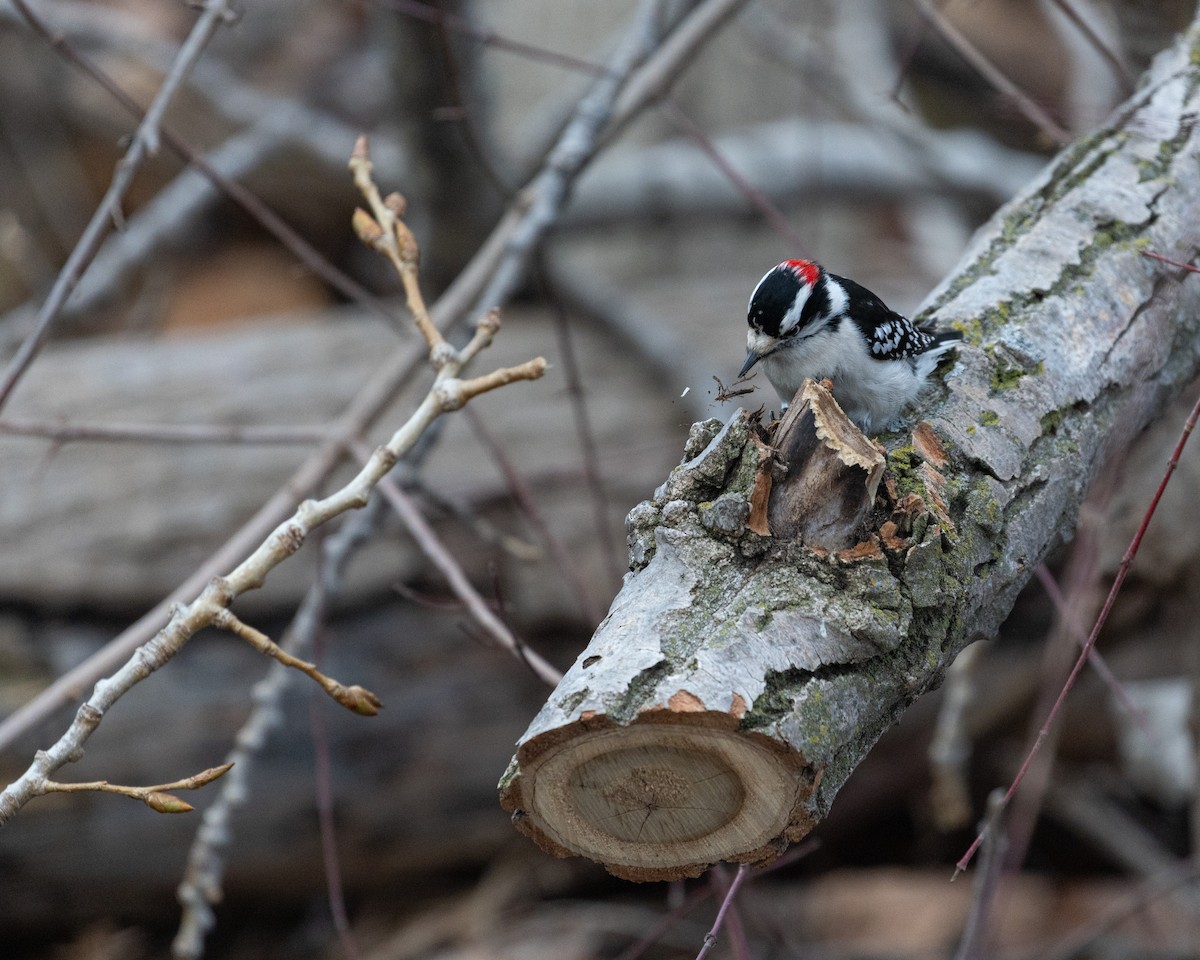 Downy Woodpecker (Eastern) - ML631505551