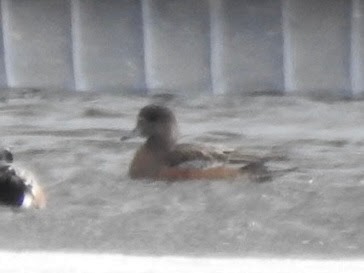 Canard d'Amérique - ML631505572