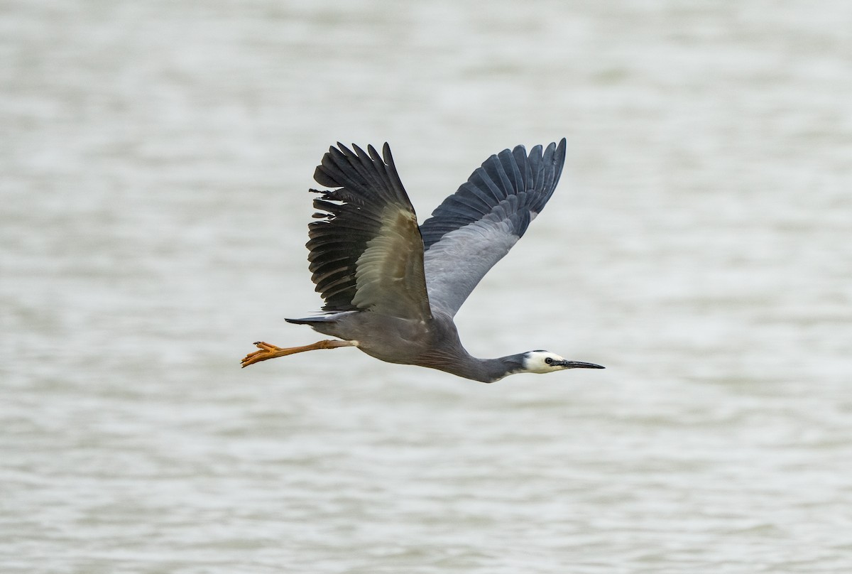 White-faced Heron - ML631505662