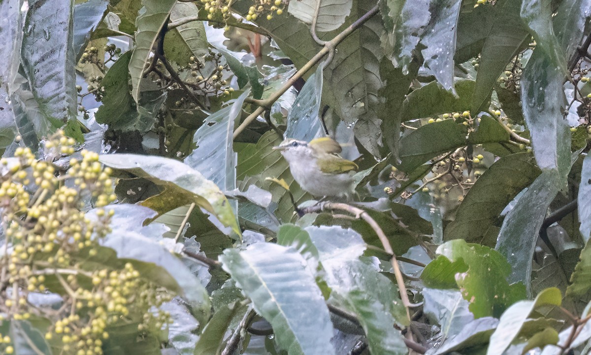 Uganda Woodland-Warbler - ML631505672