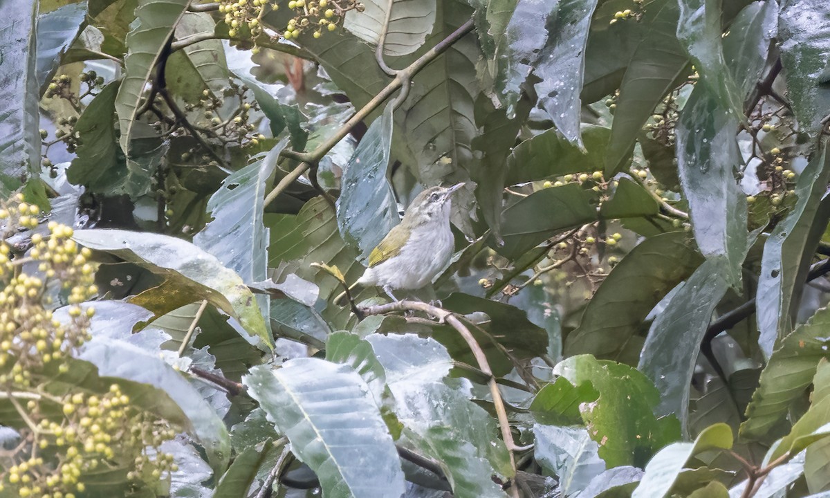 Uganda Woodland-Warbler - ML631505673