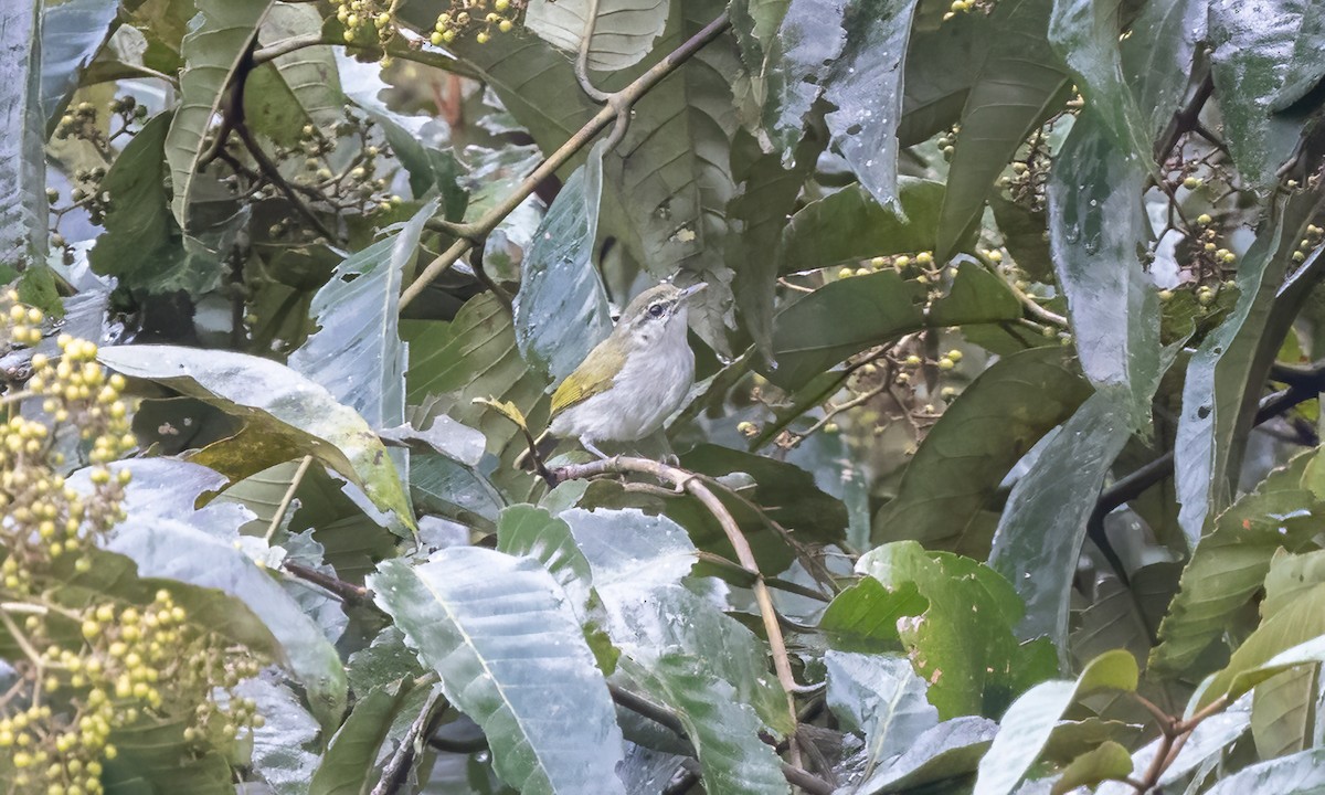 Uganda Woodland-Warbler - ML631505674