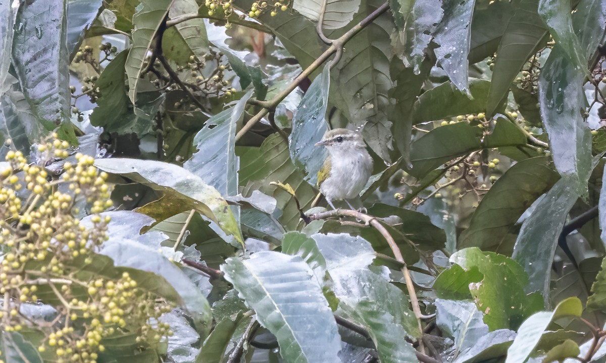 Uganda Woodland-Warbler - ML631505675