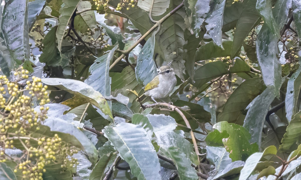 Uganda Woodland-Warbler - ML631505676