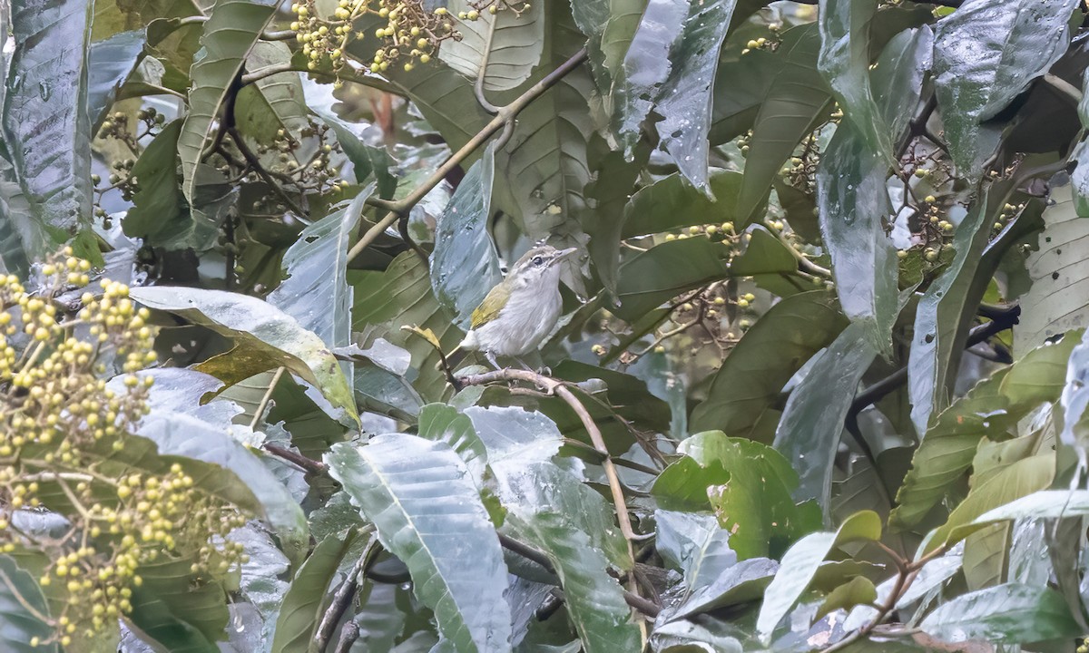 Uganda Woodland-Warbler - ML631505678