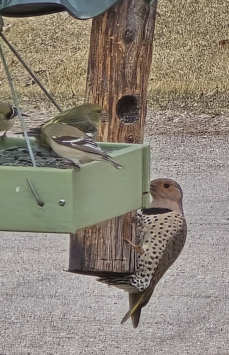 Northern Flicker - ML631505734