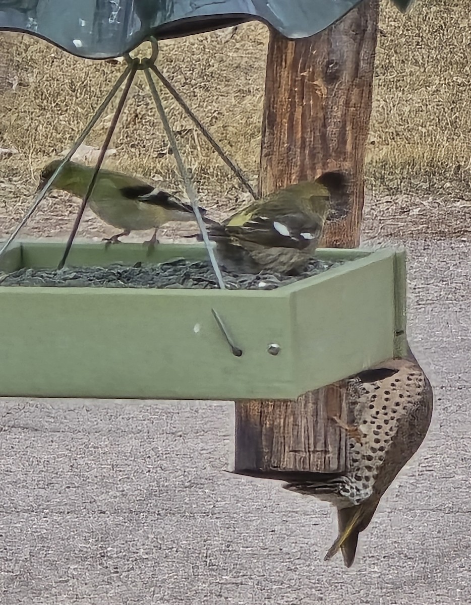 Northern Flicker - ML631505738