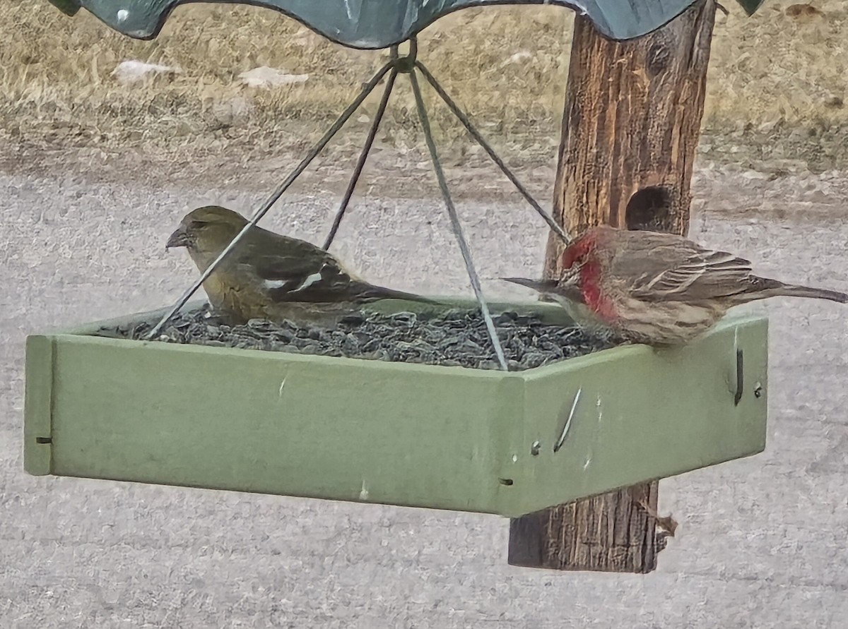 White-winged Crossbill - ML631505750