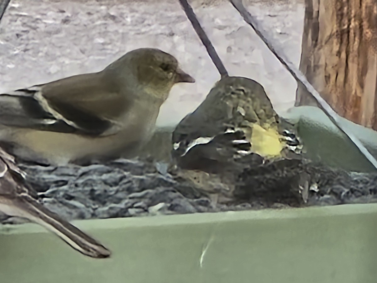 White-winged Crossbill - ML631505753