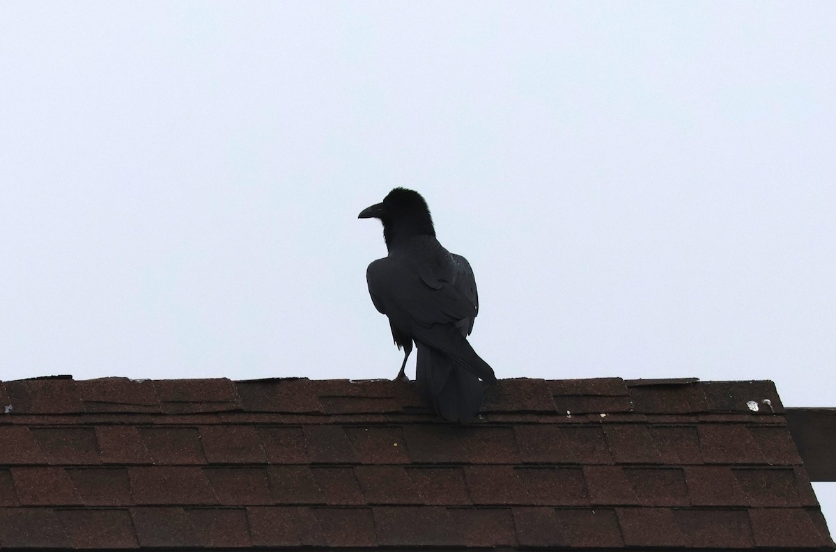 Хон хэрээ - ML631505754