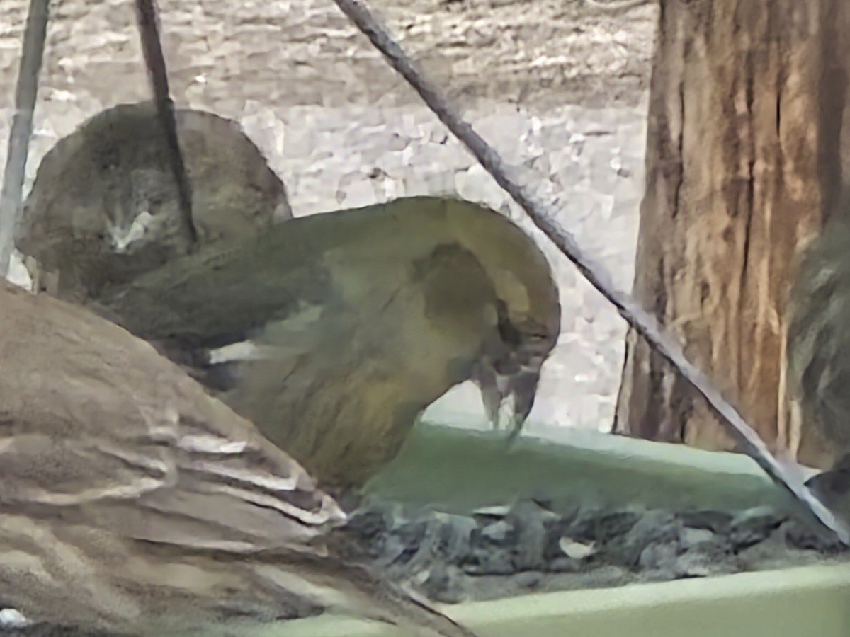 White-winged Crossbill - ML631505755