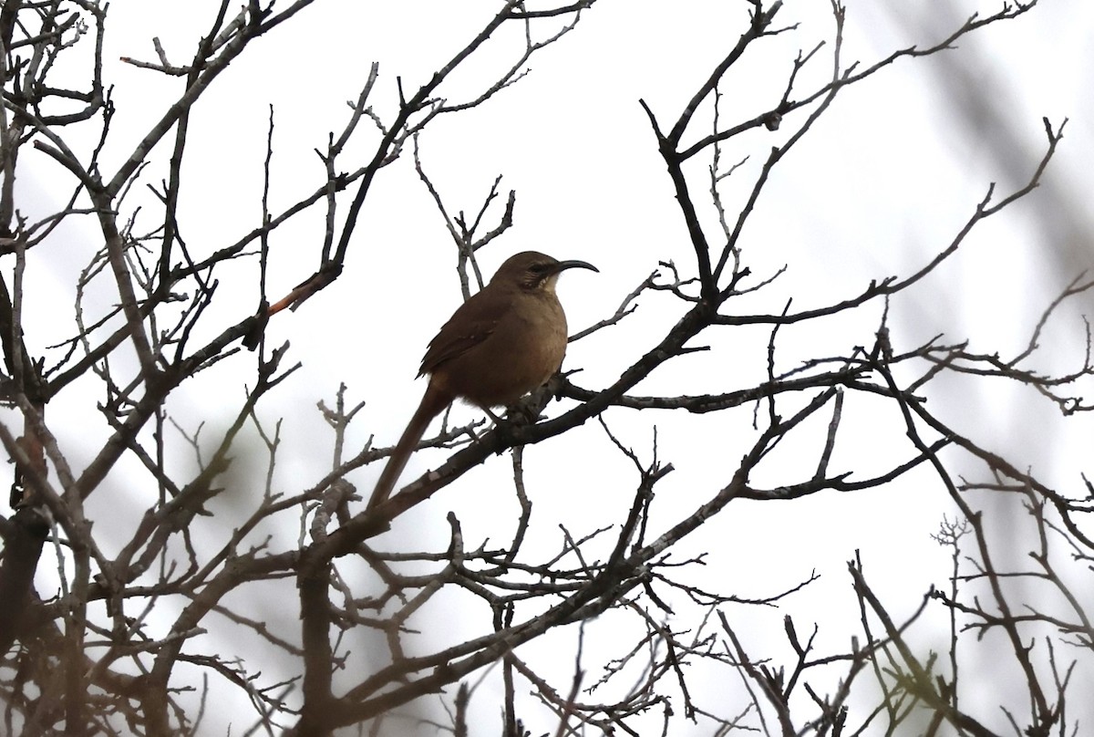 California Thrasher - ML631505762