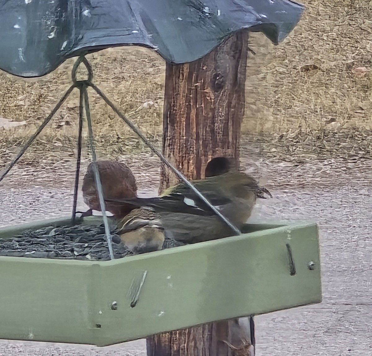 White-winged Crossbill - ML631505764
