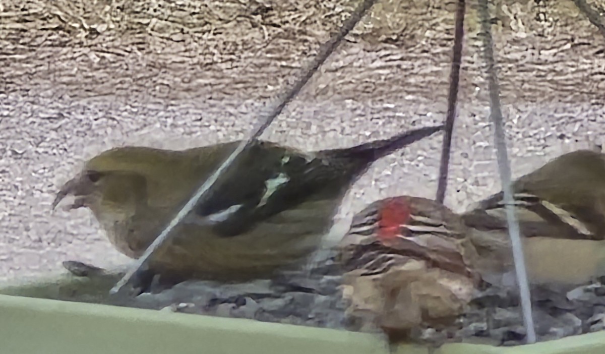 White-winged Crossbill - ML631505768