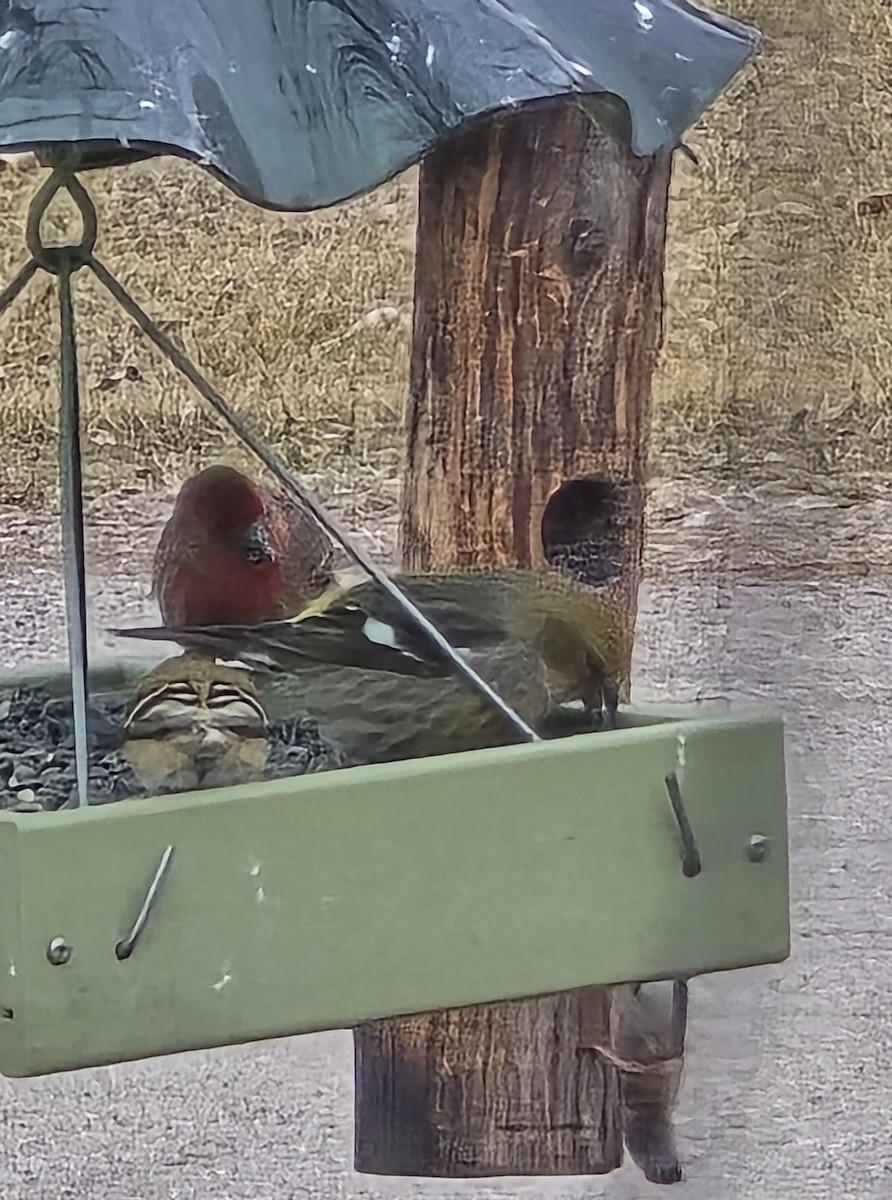 White-winged Crossbill - ML631505774