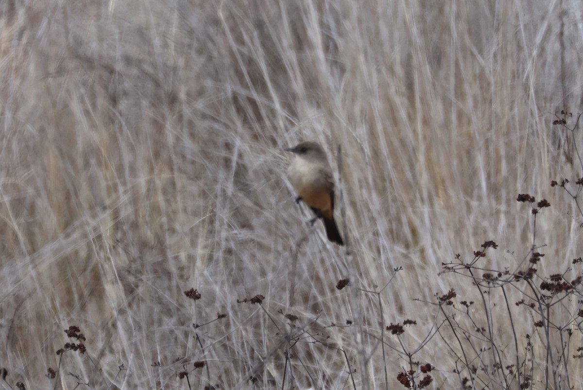 Say's Phoebe - ML631505787