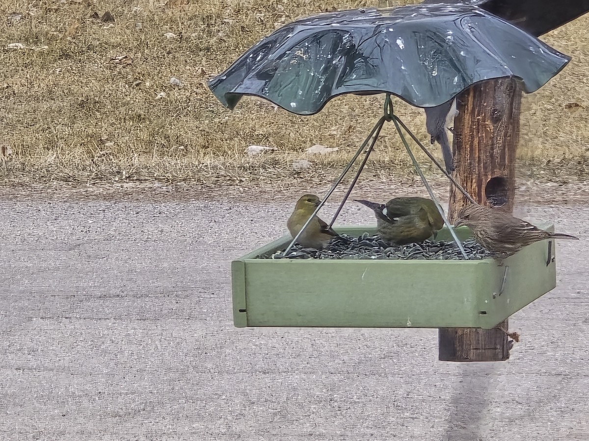 White-winged Crossbill - ML631505794