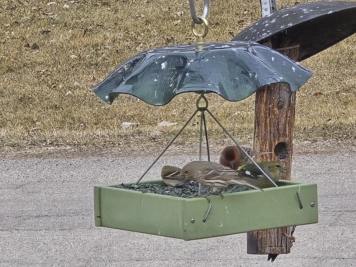 White-winged Crossbill - ML631505801