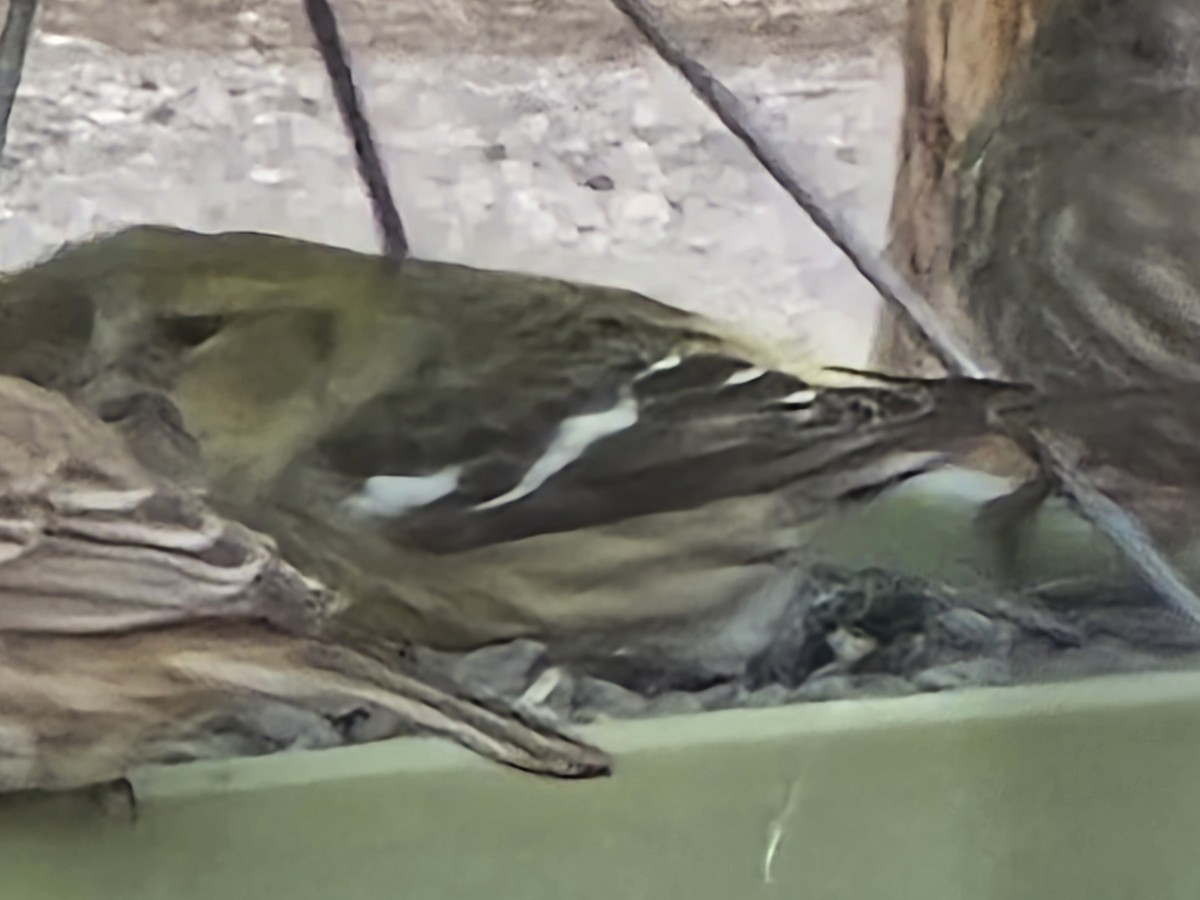 White-winged Crossbill - ML631505804