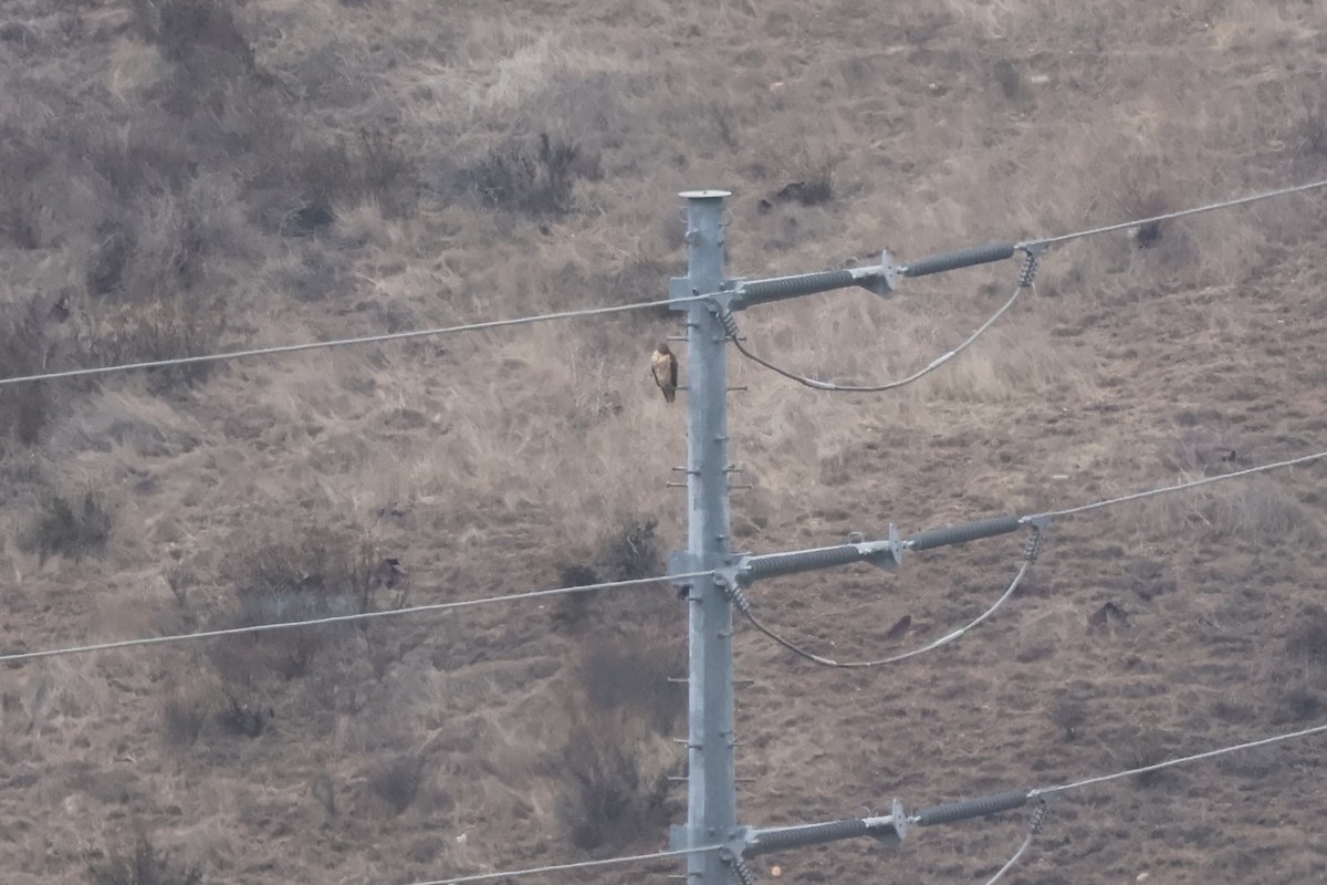 Red-tailed Hawk - ML631505817