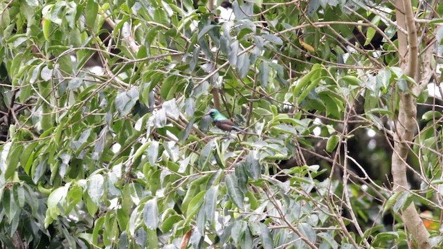 キフサタイヨウチョウ - ML631505882