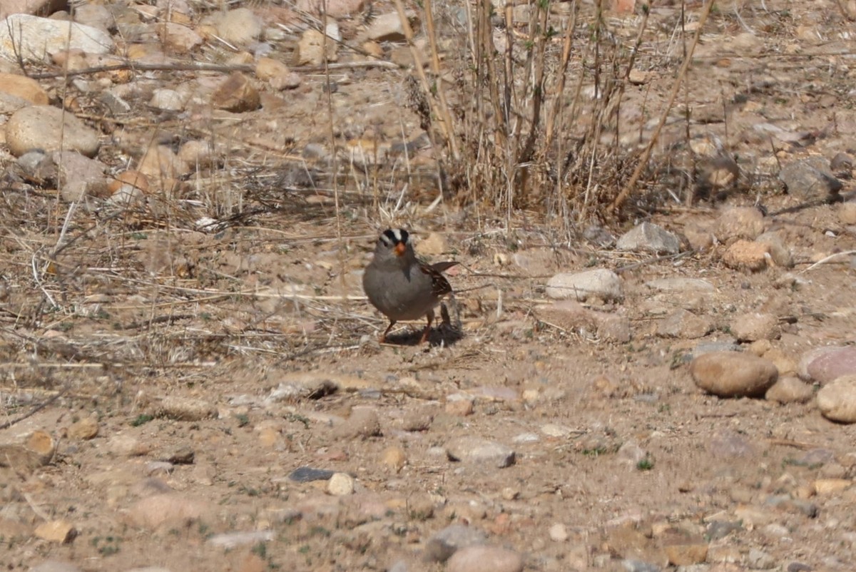 White-crowned Sparrow - ML631505884
