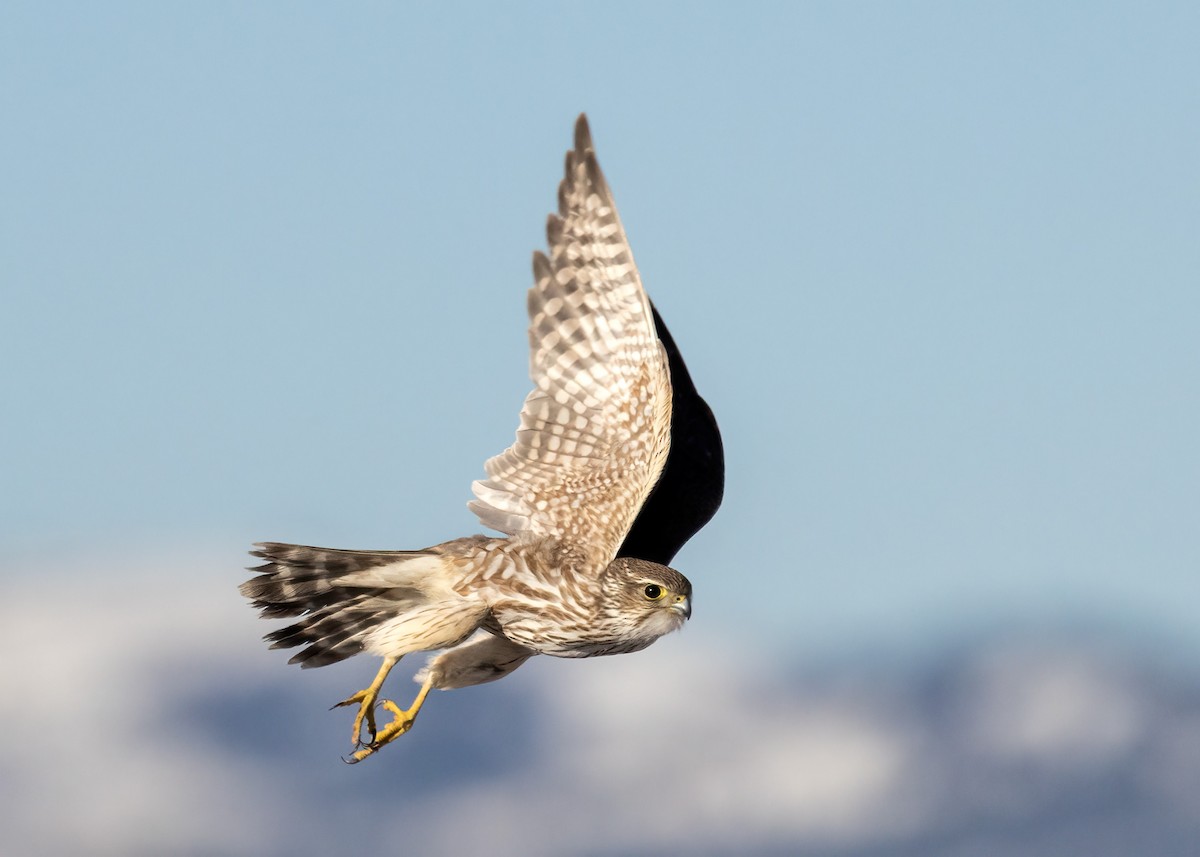 Merlin - ML631505943