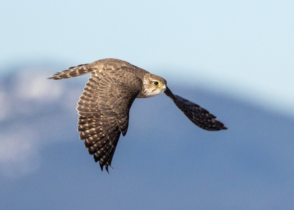 Merlin - ML631505948