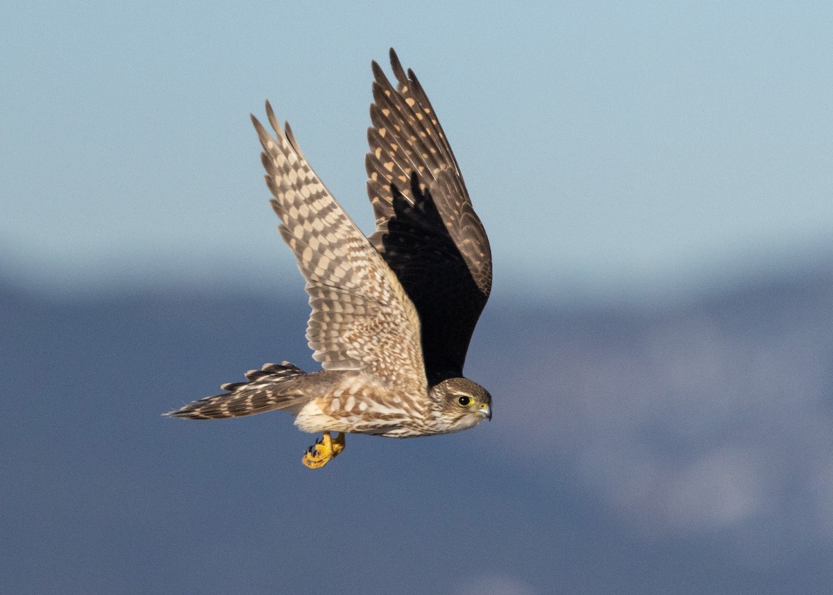 Merlin - ML631505956