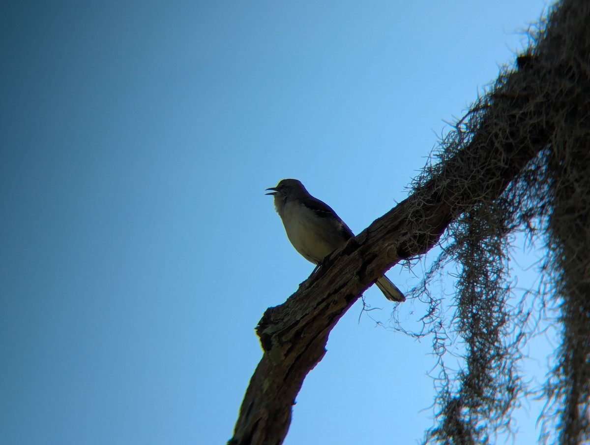 sangspottefugl - ML631506053