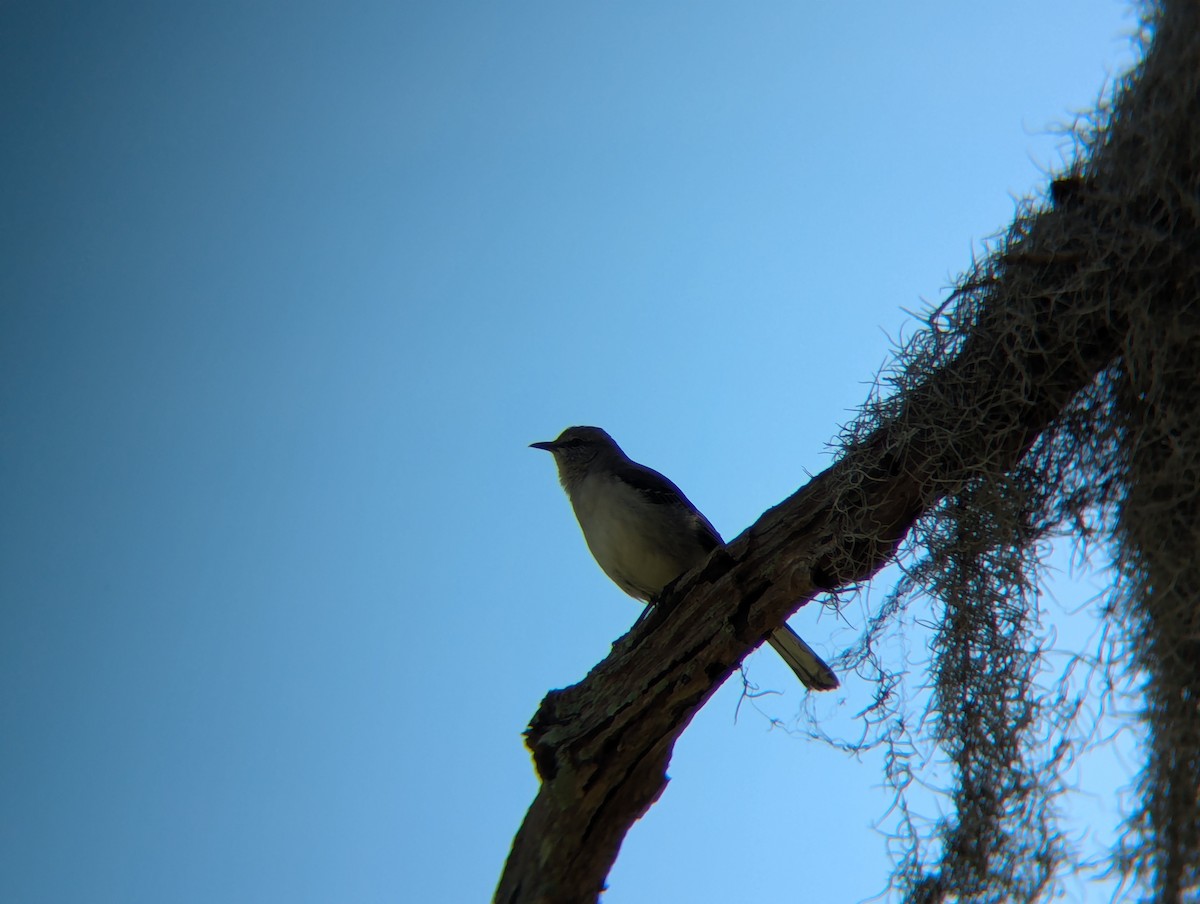 sangspottefugl - ML631506054