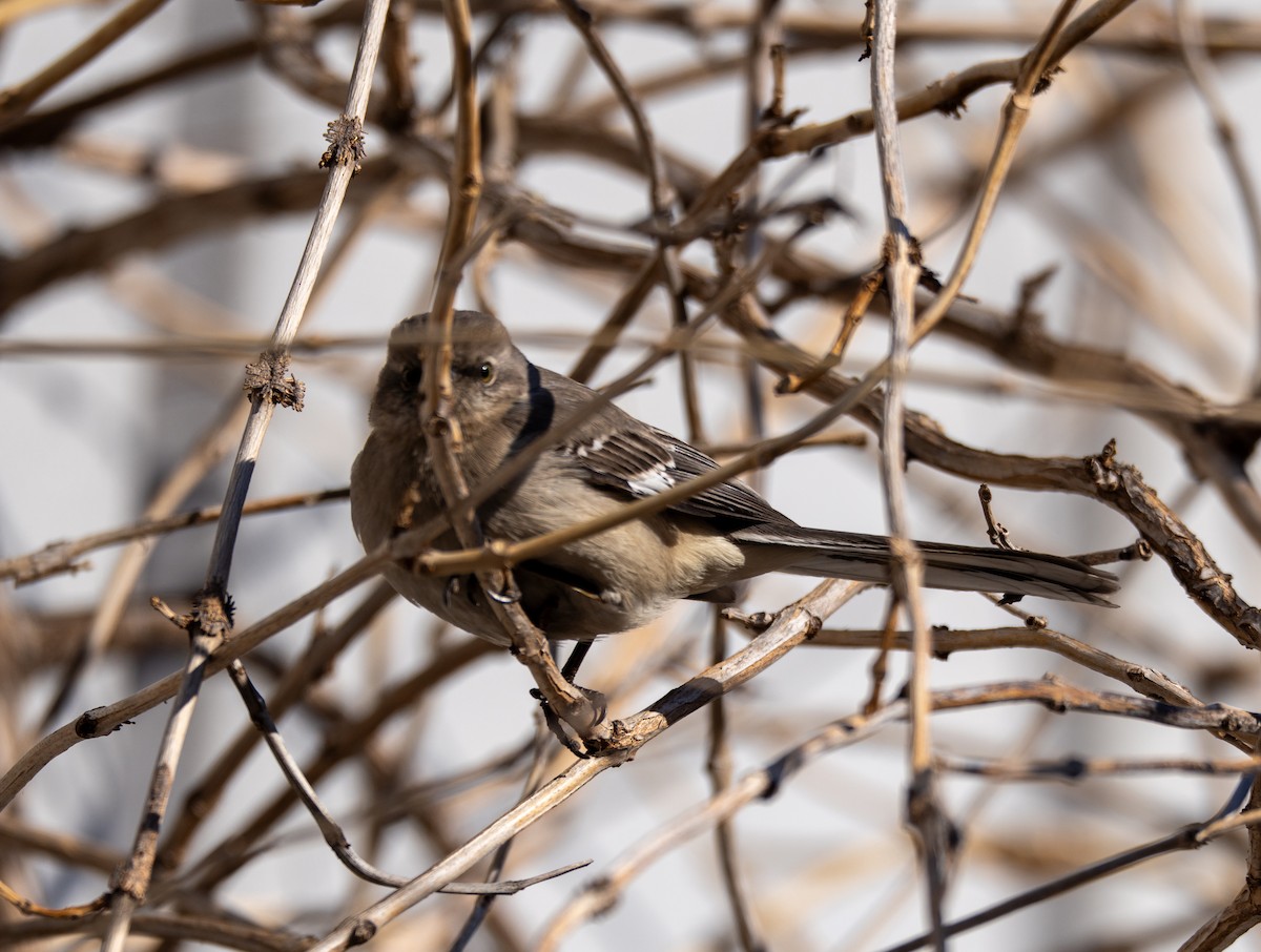 Northern Mockingbird - ML631506089