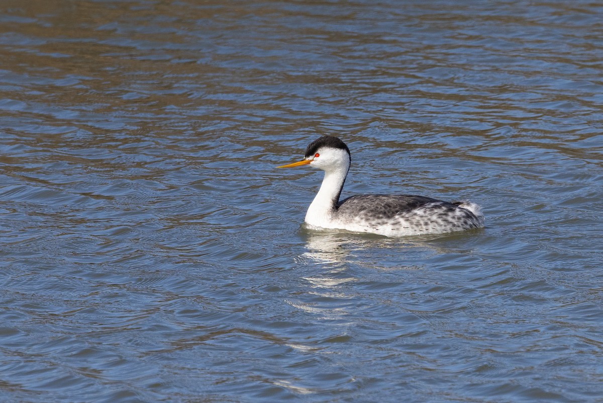 Clark's Grebe - ML631506160