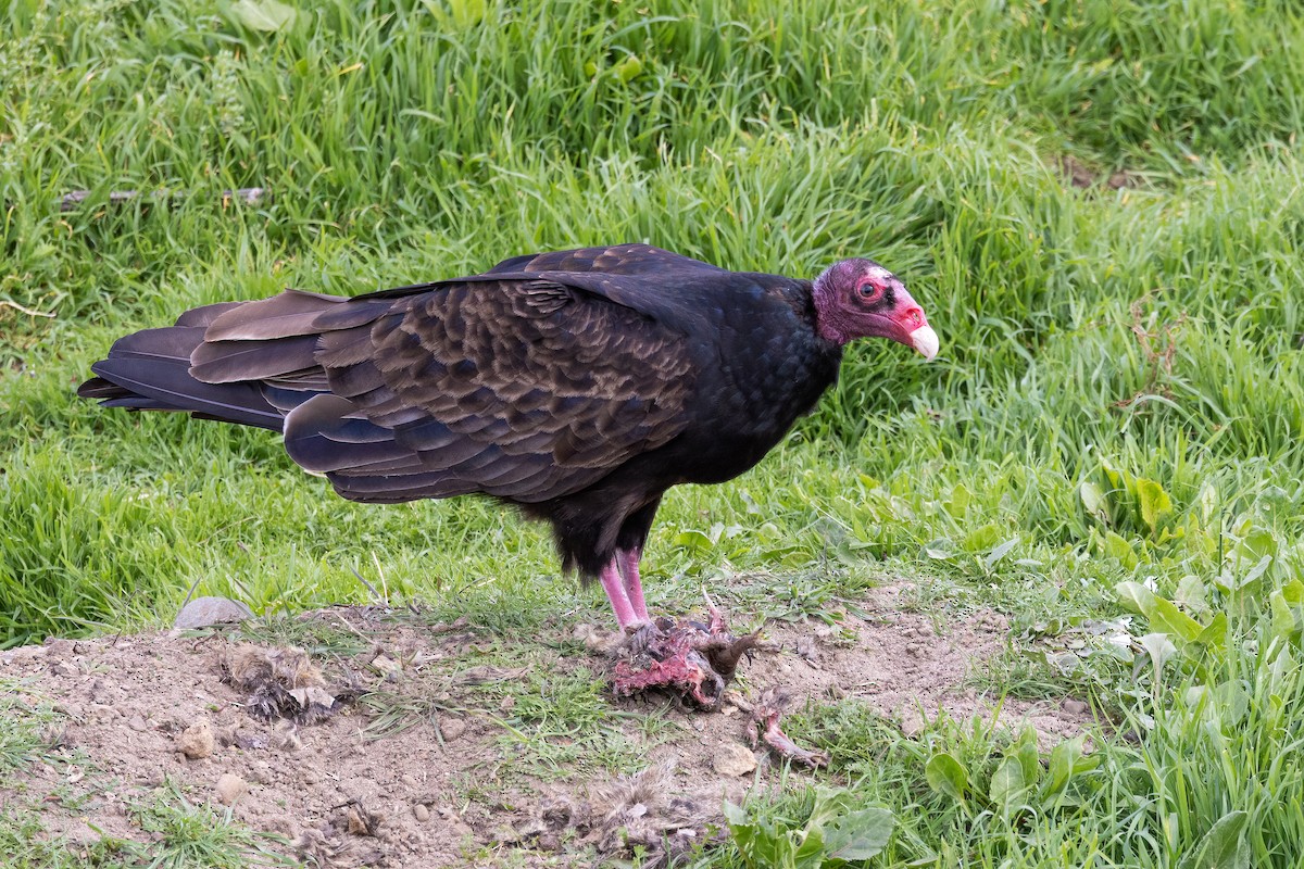 Turkey Vulture - ML631506164